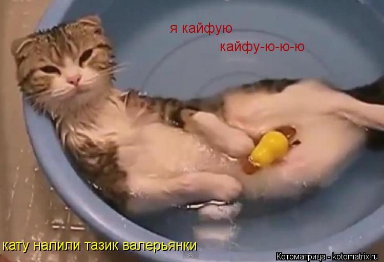 Котоматрица: я кайфую кату налили тазик валерьянки кайфу-ю-ю-ю