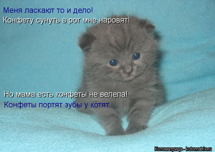 Котоматрица: Меня ласкают то и дело! Конфету сунуть в рот мне наровят! Но мама есть конфеты не велела! Конфеты портят зубы у котят...