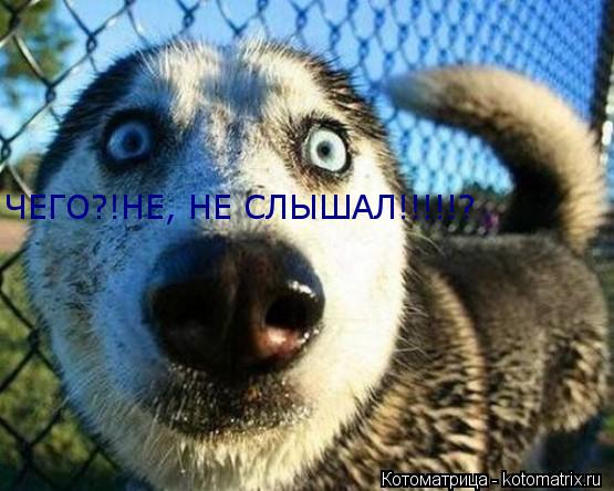 ЧЕГО?!НЕ, НЕ СЛЫШАЛ!!!!!?... Котоматрица: ЧЕГО?!НЕ, НЕ СЛЫШАЛ!!!!!?