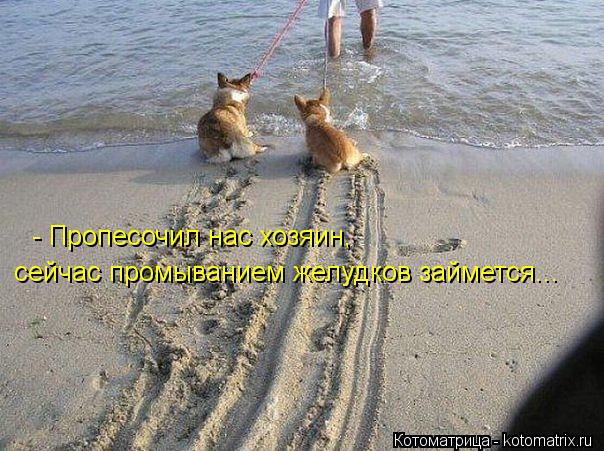 сейчас промыванием желудков займется... - Пропесочил нас хозяин,... Котоматрица: сейчас промыванием желудков займется... - Пропесочил нас хозяин,