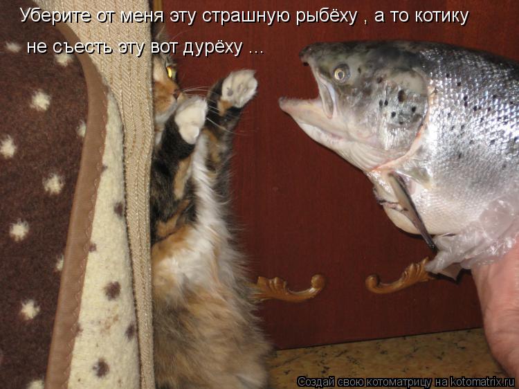 Котоматрица: Уберите от меня эту страшную рыбёху , а то котику  не съесть эту вот дурёху ...
