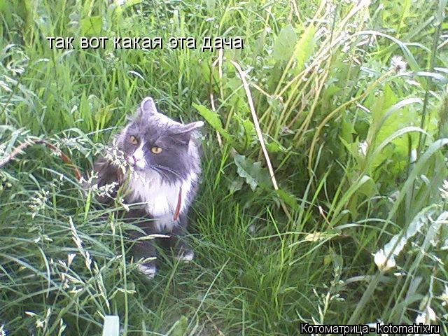 так вот какая эта дача... Котоматрица: так вот какая эта дача