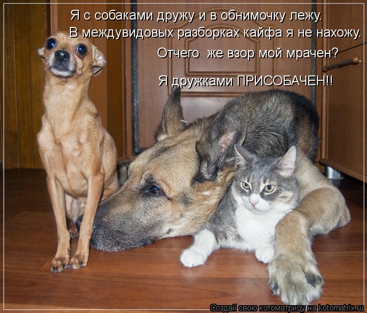 Я с собаками дружу и в обнимочку лежу. В междувидовых разборках кайфа я не нахожу. Отчего же взор мо... Котоматрица: Я с собаками дружу и в обнимочку лежу. В междувидовых разборках кайфа я не нахожу. Отчего же взор мой мрачен? Я дружками ПРИСОБАЧЕН!!