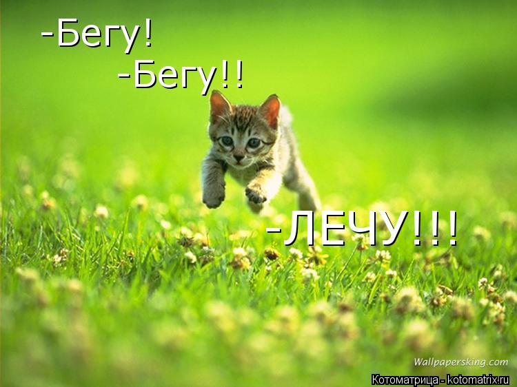 -Бегу! -Бегу!! -ЛЕЧУ!!!... Котоматрица: -Бегу! -Бегу!! -ЛЕЧУ!!!
