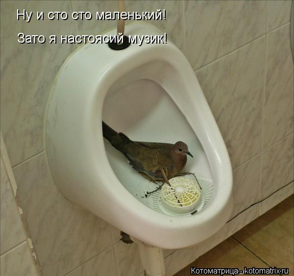 Котоматрица: Ну и сто сто маленький! Зато я настоясий музик!