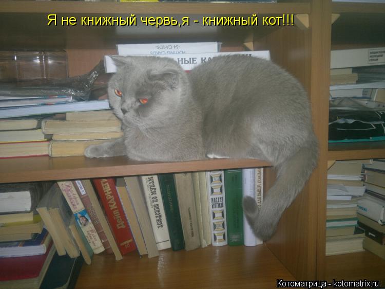 Котоматрица: Я не книжный червь,я - книжный кот!!!