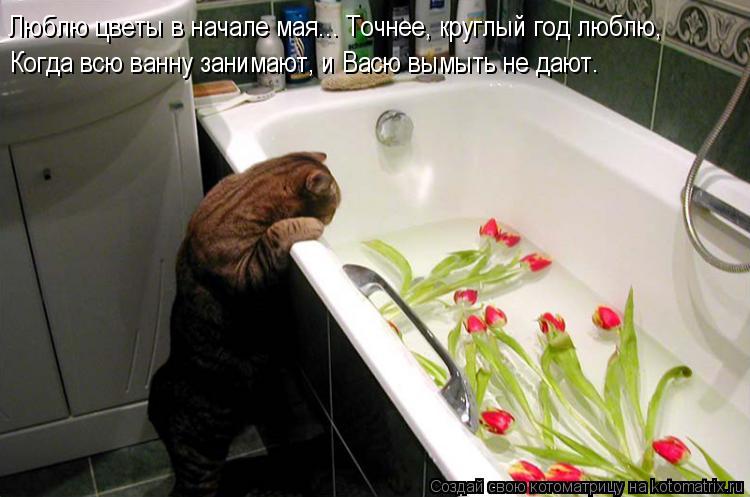 Котоматрица: Когда всю ванну занимают, и Васю вымыть не дают. Люблю цветы в начале мая... Точнее, круглый год люблю,