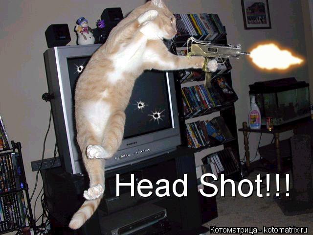 Котоматрица: Head Shot!!!