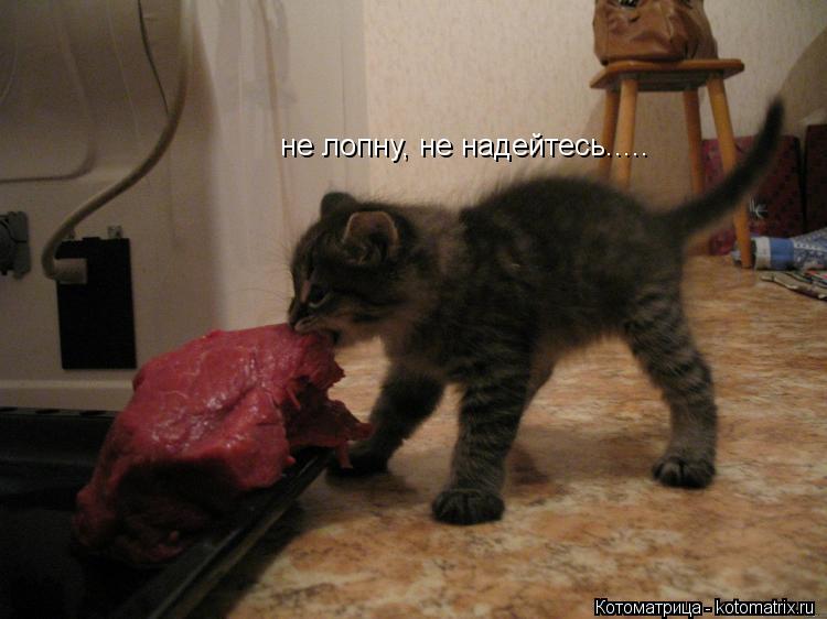 не лопну, не надейтесь........ Котоматрица: не лопну, не надейтесь.....