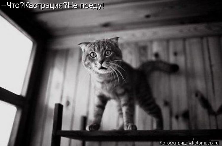 Котоматрица: --Что?Кастрация?Не поеду!