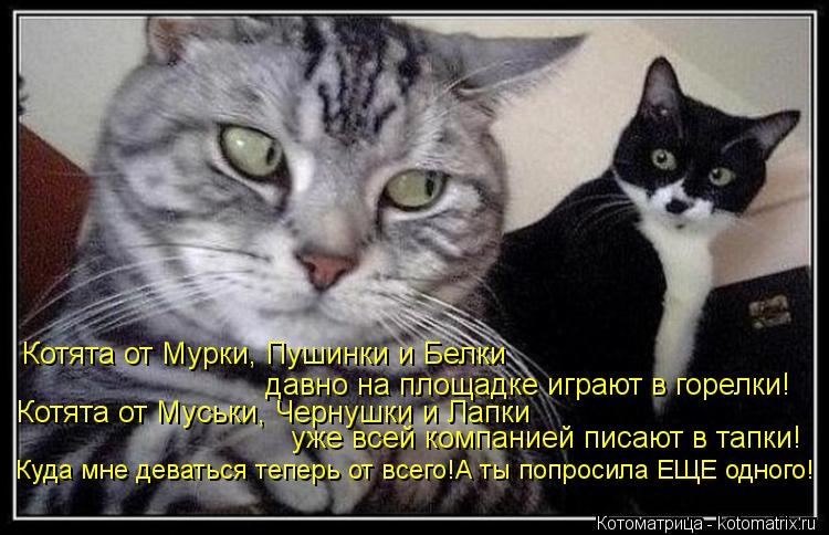 Котоматрица: Котята от Мурки, Пушинки и Белки давно на площадке играют в горелки! Котята от Муськи, Чернушки и Лапки уже всей компанией писают в тапки!  Ку