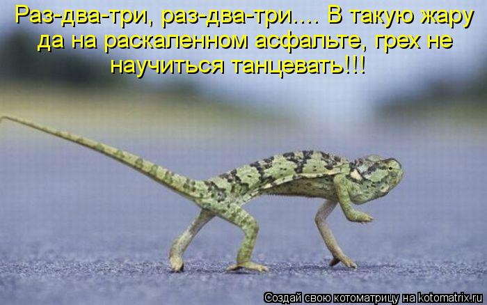 Раз-два-три, раз-два-три.... В такую жару да на раскаленном асфальте, грех не научиться танцевать!!!... Котоматрица: Раз-два-три, раз-два-три.... В такую жару да на раскаленном асфальте, грех не научиться танцевать!!!