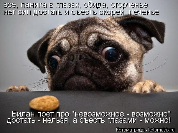 все, паника в глазах, обида, огорченье нет сил достать и съесть скорей печенье Билан поет про "невоз... Котоматрица: все, паника в глазах, обида, огорченье нет сил достать и съесть скорей печенье Билан поет про "невозможное - возможно" достать - нельзя, а съе