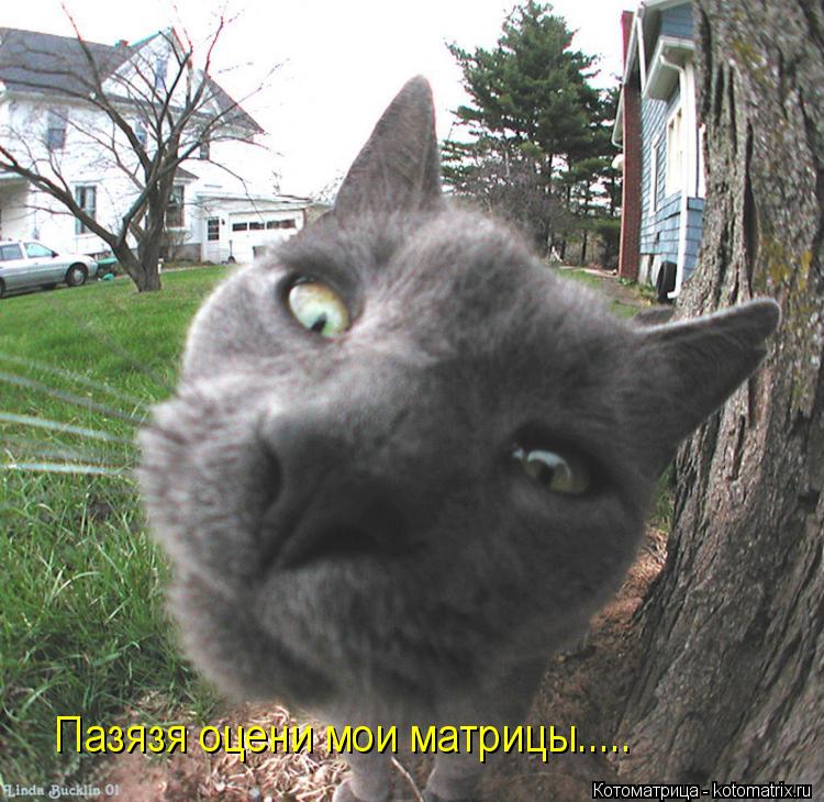 Пазязя оцени мои матрицы........ Котоматрица: Пазязя оцени мои матрицы.....