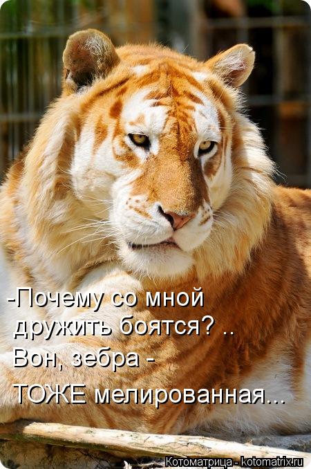 -Почему со мной дружить боятся? .. Вон, зебра - ТОЖЕ мелированная...... Котоматрица: -Почему со мной дружить боятся? .. Вон, зебра - ТОЖЕ мелированная...
