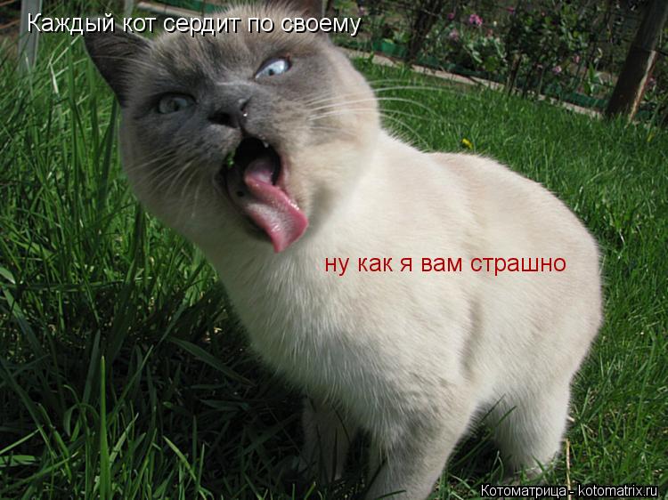 ну как я вам страшно Каждый кот сердит по своему... Котоматрица: ну как я вам страшно Каждый кот сердит по своему