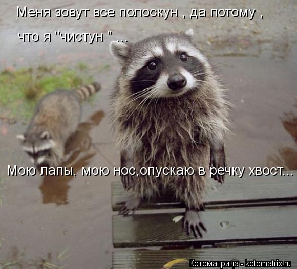 Котоматрица: Меня зовут все полоскун , да потому , что я "чистун " ... Мою лапы, мою нос,опускаю в речку хвост...