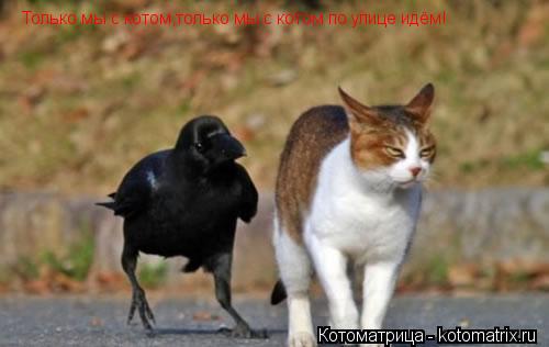 Только мы с котом,только мы с котом по улице идём!... Котоматрица: Только мы с котом,только мы с котом по улице идём!