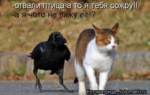 -отвали птица а то я тебя сожру!! -а я чёто не вижу её!?... Котоматрица: -отвали птица а то я тебя сожру!! -а я чёто не вижу её!?