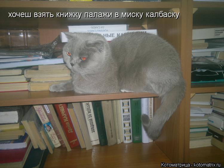 хочеш взять книжку палажи в миску калбаску... Котоматрица: хочеш взять книжку палажи в миску калбаску
