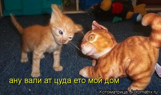 ану вали ат цуда ето мой дом... Котоматрица: ану вали ат цуда ето мой дом