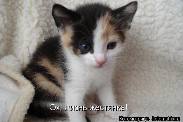 Эх, жизнь-жестянка!... Котоматрица: Эх, жизнь-жестянка!