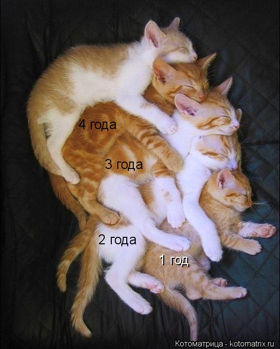 Котоматрица: 1 год 2 года 3 года 4 года 4 года
