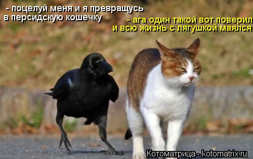 - поцелуй меня и я превращусь в персидскую кошечку - ага один такой вот поверил и всю жизнь с лягушк... Котоматрица: - поцелуй меня и я превращусь в персидскую кошечку - ага один такой вот поверил и всю жизнь с лягушкой маялся