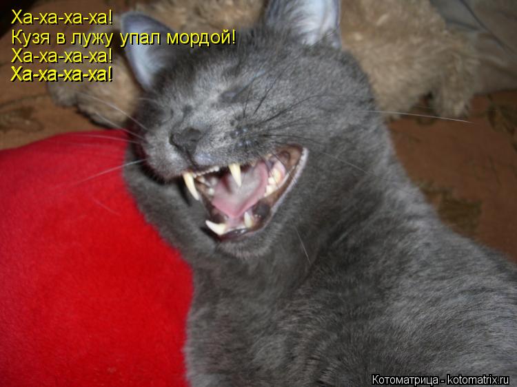 Ха-ха-ха-ха! Кузя в лужу упал мордой! Ха-ха-ха-ха! Ха-ха-ха-ха! Ха-ха-ха-ха!... Котоматрица: Ха-ха-ха-ха! Кузя в лужу упал мордой! Ха-ха-ха-ха! Ха-ха-ха-ха! Ха-ха-ха-ха!