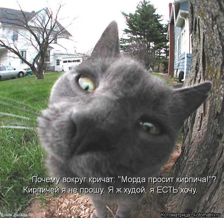 Котоматрица: Почему вокруг кричат: "Морда просит кирпича!"? Кирпичей я не прошу. Я ж худой, я ЕСТЬ хочу.