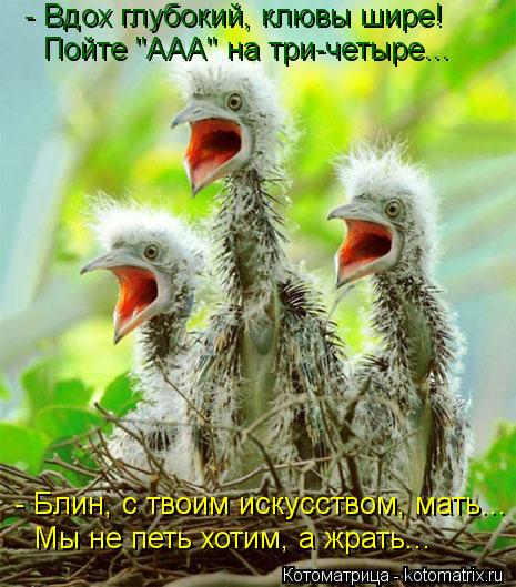 Котоматрица: - Вдох глубокий, клювы шире!  Пойте "ААА" на три-четыре... - Блин, с твоим искусством, мать... Мы не петь хотим, а жрать...