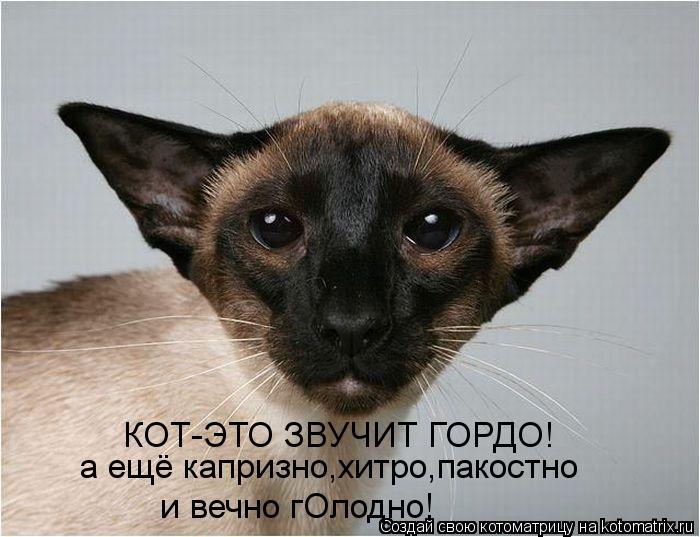 Котоматрица: КОТ-ЭТО ЗВУЧИТ ГОРДО! а ещё капризно,хитро,пакостно и вечно гОлодно!