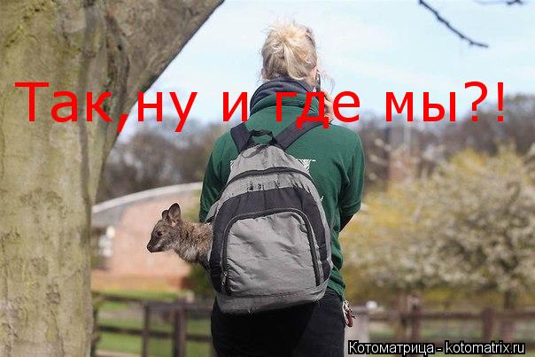 Так,ну и где мы?!... Котоматрица: Так,ну и где мы?!