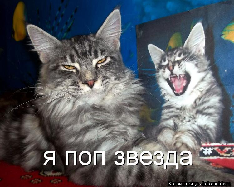 я поп звезда... Котоматрица: я поп звезда