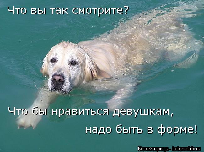 Что вы так смотрите? Что бы нравиться девушкам, надо быть в форме!... Котоматрица: Что вы так смотрите? Что бы нравиться девушкам, надо быть в форме!
