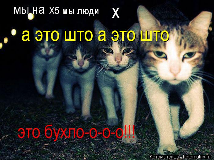 мы на х а это што а это што Х5 мы люди это бухло-о-о-о!!!... Котоматрица: мы на х а это што а это што Х5 мы люди это бухло-о-о-о!!!