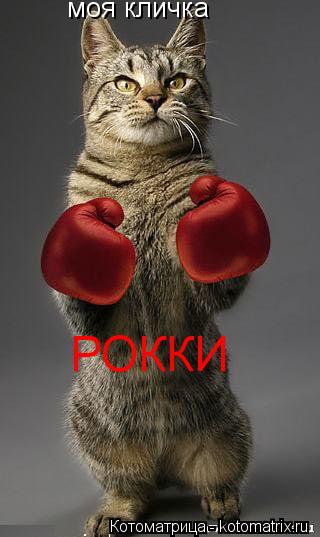 моя кличка РОККИ... Котоматрица: моя кличка РОККИ