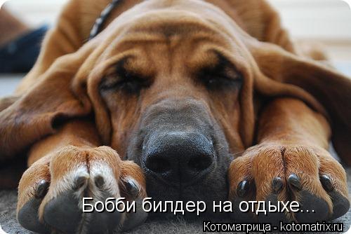 Бобби билдер на отдыхе...... Котоматрица: Бобби билдер на отдыхе...