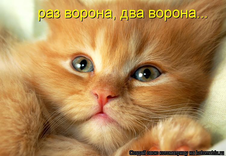 раз ворона, два ворона...... Котоматрица: раз ворона, два ворона...