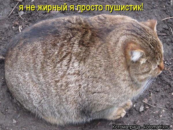 я не жирный я просто пушистик!... Котоматрица: я не жирный я просто пушистик!
