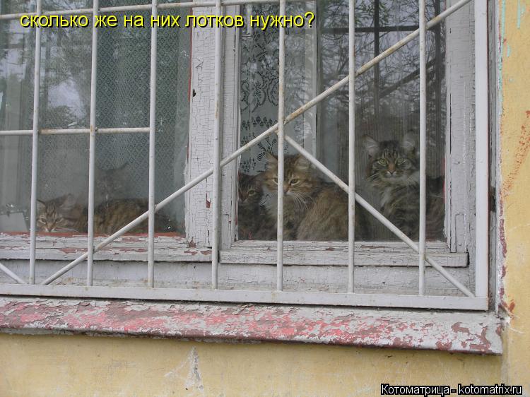 Котоматрица: сколько же на них лотков нужно?