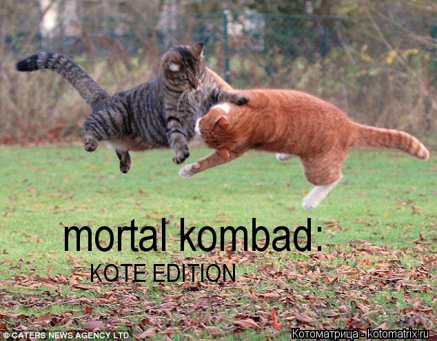 mortal kombad : KOTE EDITION... Котоматрица: mortal kombad : KOTE EDITION