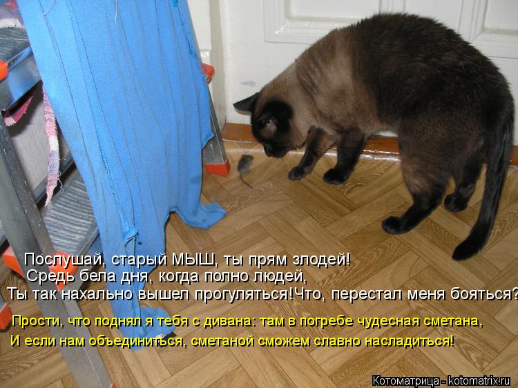 Котоматрица: Послушай, старый МЫШ, ты прям злодей! Средь бела дня, когда полно людей, Ты так нахально вышел прогуляться!Что, перестал меня бояться? Прости,