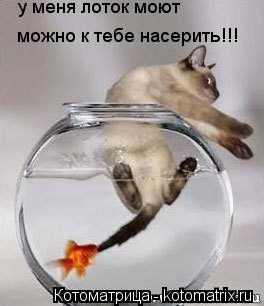 Котоматрица: можно к тебе насерить!!! у меня лоток моют