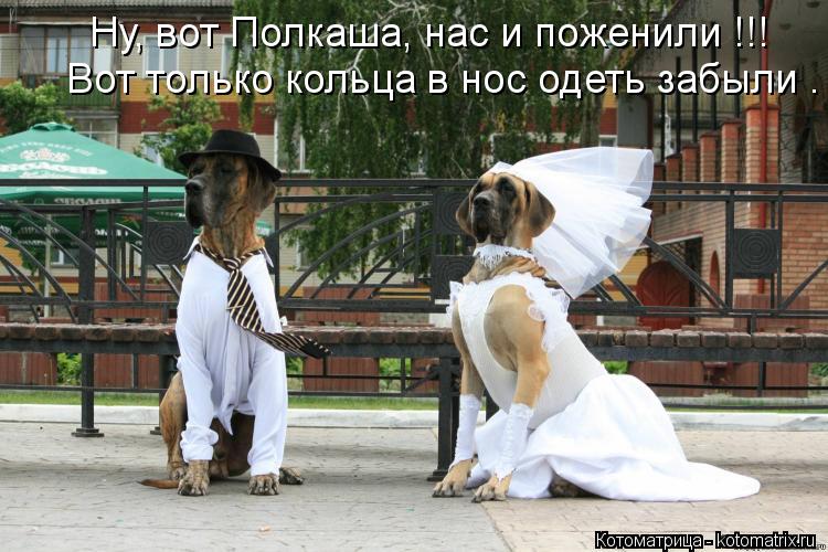 Ну, вот Полкаша, нас и поженили !!! Вот только кольца в нос одеть забыли .... Котоматрица: Ну, вот Полкаша, нас и поженили !!! Вот только кольца в нос одеть забыли .
