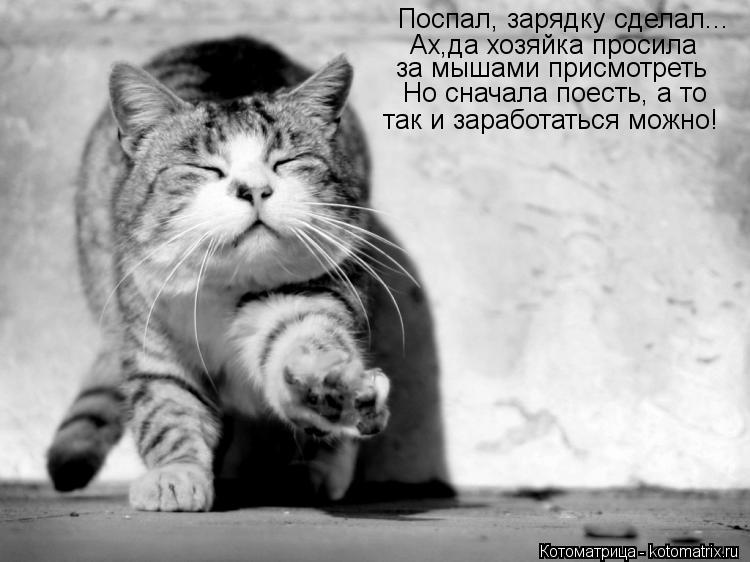Поспал, зарядку сделал... Ах,да хозяйка просила за мышами присмотреть так и заработаться можно! Но с... Котоматрица: Поспал, зарядку сделал... Ах,да хозяйка просила за мышами присмотреть так и заработаться можно! Но сначала поесть, а то