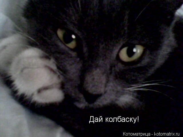 Дай колбаску!... Котоматрица: Дай колбаску!