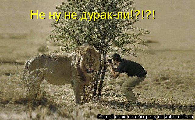Не ну не дурак-ли!?!?!... Котоматрица: Не ну не дурак-ли!?!?!