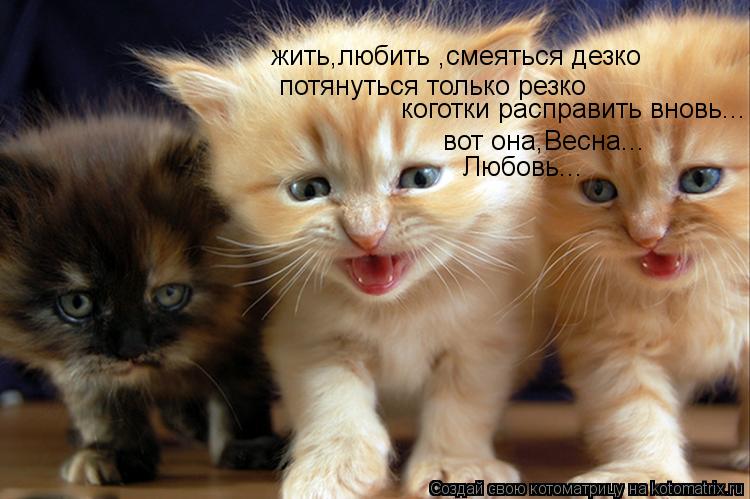 Котоматрица: жить,любить ,смеяться дезко потянуться только резко коготки расправить вновь... вот она,Весна... Любовь...