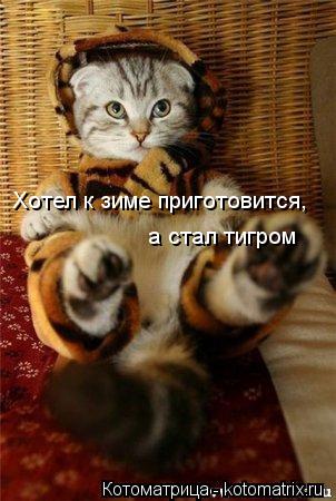 Котоматрица: Хотел к зиме приготовится, а стал тигром
